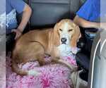 Small #6 Beagle