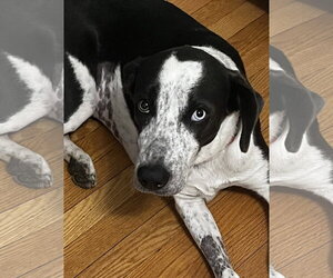 Borador Dogs for adoption in Wakefield, RI, USA