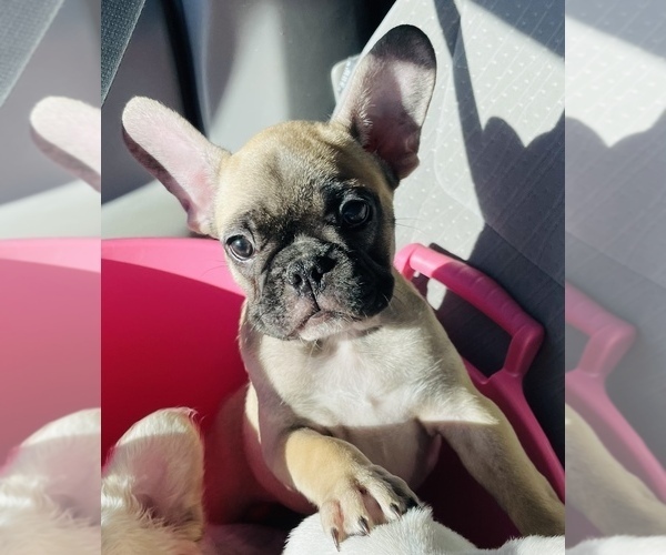 Medium Photo #3 French Bulldog Puppy For Sale in YUCCA VALLEY, CA, USA