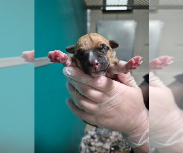 Medium Photo #2 Mutt Puppy For Sale in Woodbury, NY, USA
