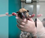 Small #1 Mutt