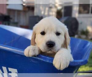 English Cream Golden Retriever Puppy for sale in CITRUS HEIGHTS, CA, USA