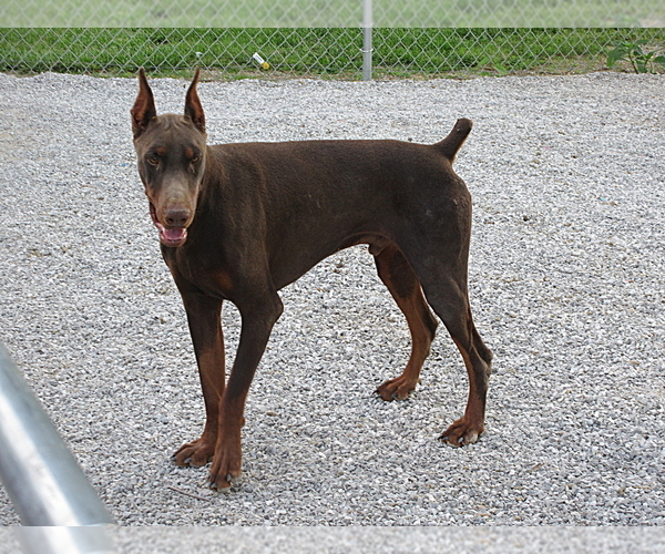 Medium Photo #10 Doberman Pinscher Puppy For Sale in LONDON, KY, USA