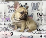 Small #1 French Bulldog