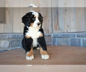 Bernese Mountain Dog Puppy for sale in HORN CREEK, CO, USA