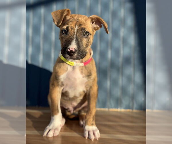 Medium Photo #4 Boxador Puppy For Sale in Lakewood, CO, USA