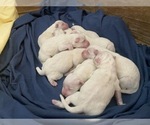 Small Photo #19 Great Pyrenees Puppy For Sale in NEWTONVILLE, NJ, USA