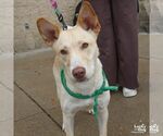 Squeegee - Male Retriever -Unknown Mix Dog for Adoption - Small photo