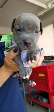 Medium Photo #1 American Pit Bull Terrier Puppy For Sale in FRESNO, CA, USA