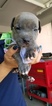 Small Photo #1 American Pit Bull Terrier Puppy For Sale in FRESNO, CA, USA