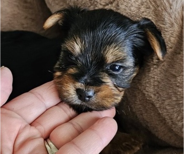 Medium Photo #1 Yorkshire Terrier Puppy For Sale in SALEM, OR, USA