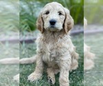 Small Photo #3 Goldendoodle Puppy For Sale in LAGUNA HILLS, CA, USA