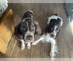 Small Photo #1 English Springer Spaniel Puppy For Sale in SIOUX FALLS, SD, USA