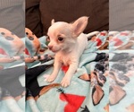 Puppy Frank Chihuahua