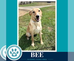 Labrador Retriever-Unknown Mix Dogs for adoption in Kimberton, PA, USA