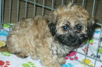 Small #3 Lhasa Apso-Poodle (Toy) Mix