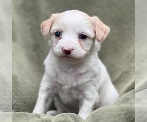 Colonial Cocker Spaniel-Poodle (Miniature) Mix Dogs for adoption in San Diego, CA, USA