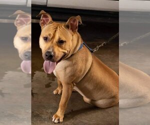 Archibald - Male Mutt Dog for Adoption - Photo #4