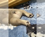 Small Photo #98 French Bulldog Puppy For Sale in TACOMA, WA, USA