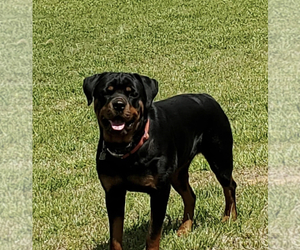 Mother of the Rottweiler puppies born on 12/21/2021