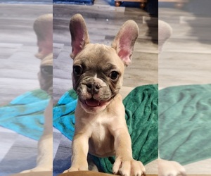 French Bulldog Puppy for sale in GREENWICH, OH, USA