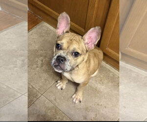 French Bulldog-Unknown Mix Dogs for adoption in Euless, TX, USA