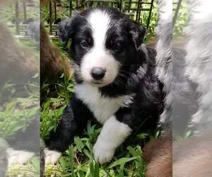 Australian Shepherd Puppy for sale in BROOKSVILLE, FL, USA