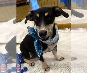 Dachshund-Unknown Mix Dogs for adoption in La Verne, CA, USA