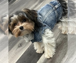 Father of the Yorkshire Terrier puppies born on 03/13/2026