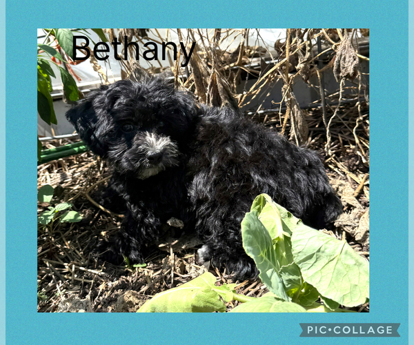 Medium Photo #4 Poodle (Toy)-Yorkshire Terrier Mix Puppy For Sale in BENNINGTON, IN, USA