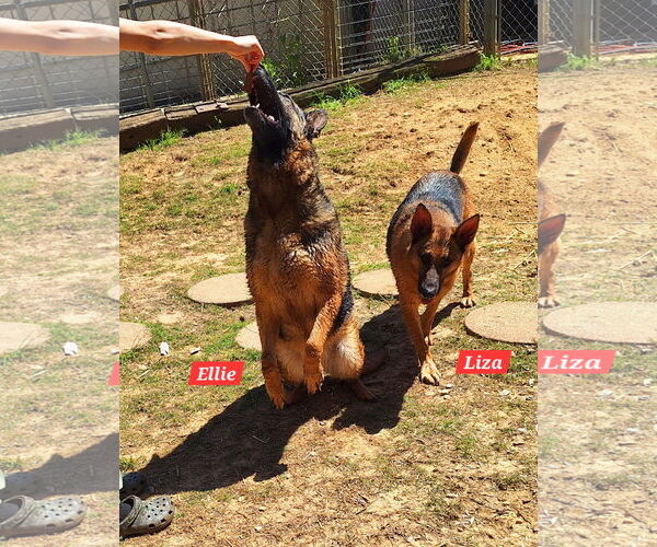 Medium Photo #1 German Shepherd Dog-Unknown Mix Puppy For Sale in Wetumpka, AL, USA