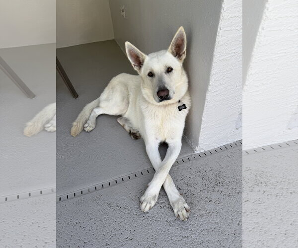 Medium Photo #4 - Mix Puppy For Sale in Hoffman Estates, IL, USA