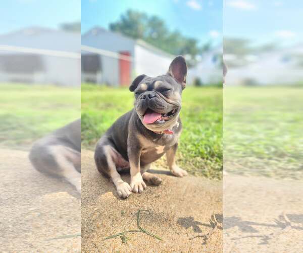 Medium Photo #3 French Bulldog Puppy For Sale in Fenton, MO, USA