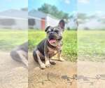 Small #2 French Bulldog
