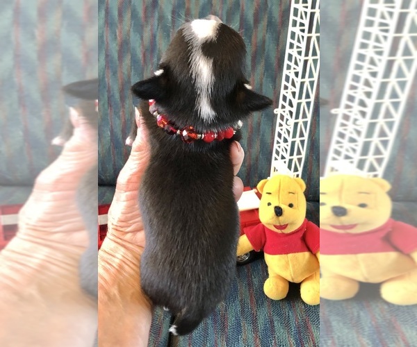 Medium Photo #4 Chihuahua Puppy For Sale in NEWVILLE, PA, USA
