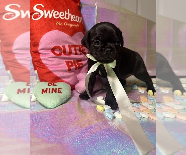 Medium Photo #1 Pug Puppy For Sale in MOUNT WASHINGTON, KY, USA