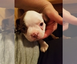 Boston Terrier Puppy for sale in ROLLA, MO, USA