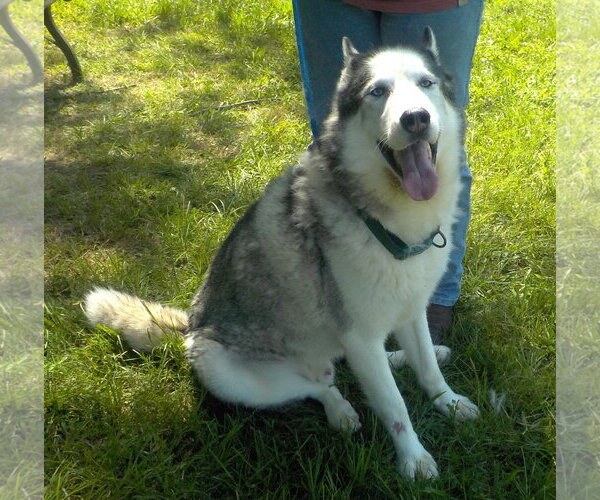Medium Photo #2 Siberian Husky-Unknown Mix Puppy For Sale in Wetumpka, AL, USA