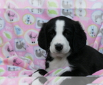 Puppy 7 Bernedoodle-Greater Swiss Mountain Dog Mix
