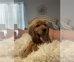 Small #11 Golden Retriever