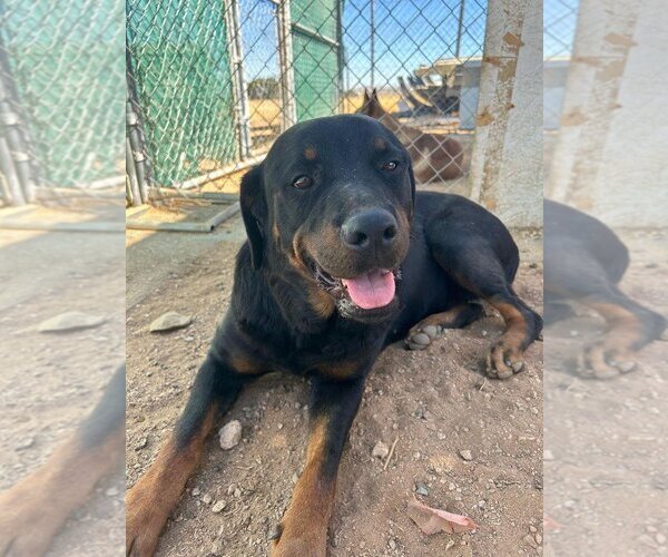 Medium Photo #1 Rottweiler Puppy For Sale in Apple Valley, CA, USA