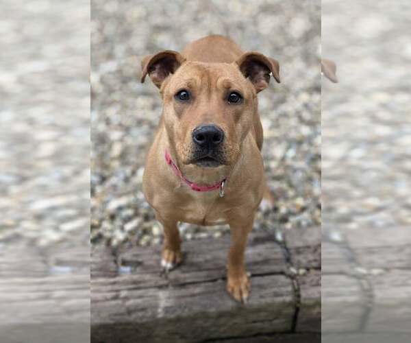 Medium Photo #2 Mutt Puppy For Sale in Woodsfield, OH, USA