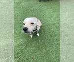 Small #2 Chihuahua Mix