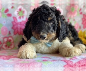 Bernedoodle Puppy for sale in LANCASTER, PA, USA