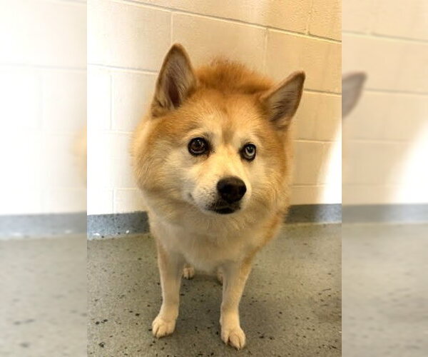 Medium Photo #1 Pomsky Puppy For Sale in Wheaton, IL, USA
