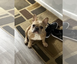 French Bulldog Puppy for sale in RICHMOND, VA, USA
