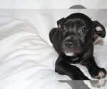 Small Photo #4 American Staffordshire Terrier-Unknown Mix Puppy For Sale in Holly Springs, NC, USA