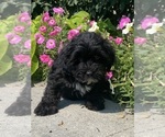 Small #3 Lhasa Apso-Poodle (Toy) Mix