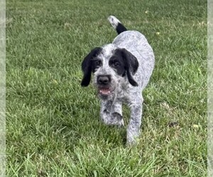 Medium German Wirehaired Pointer
