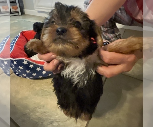Medium Photo #6 Yorkshire Terrier Puppy For Sale in RANCHO CORDOVA, CA, USA